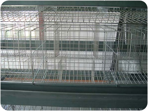 Chicken-Cage2 Chicken-Cage2