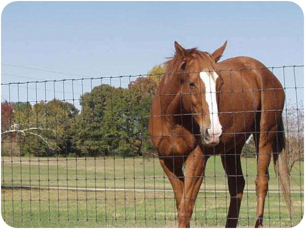 Grassland-Fence4 Grassland-Fence4