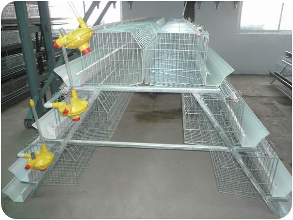 Chicken-Cage3 Chicken-Cage3