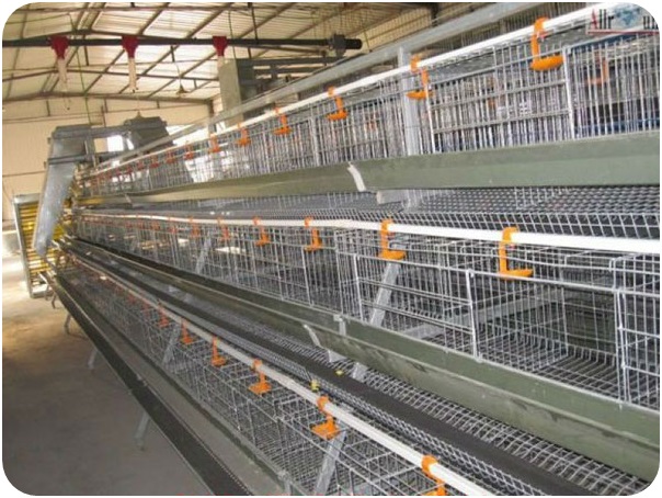 Chicken-Cage4 Chicken-Cage4