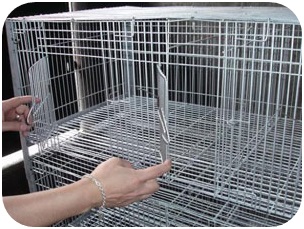 Pigeon-Cage3