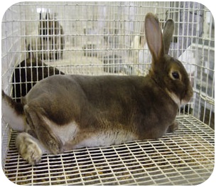 Rabbit-Cage3