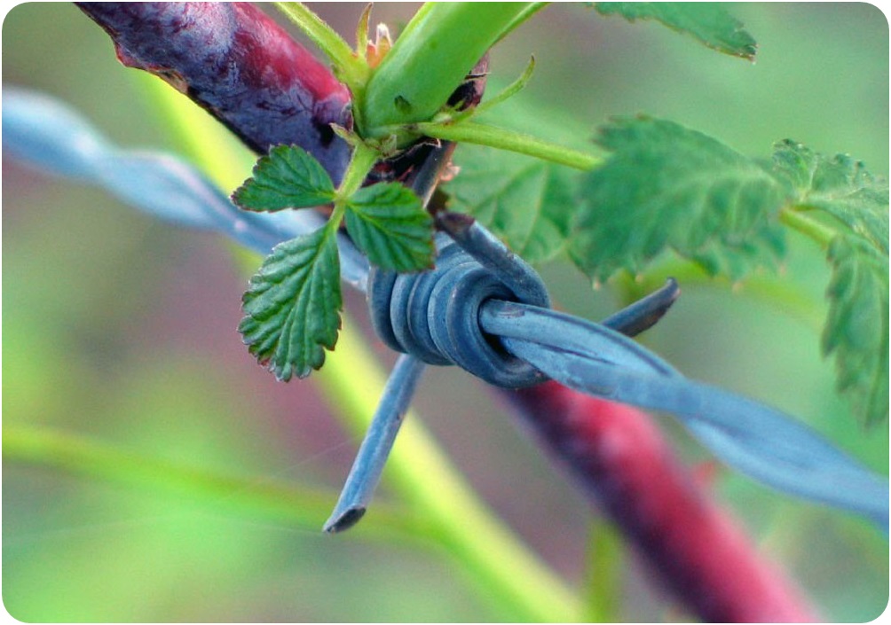 Barbed Wire
