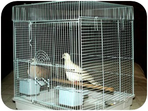 Pigeon-Cage5