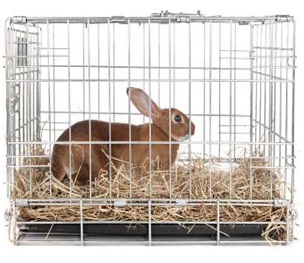 Rabbit-Cage2