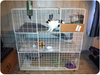 Rabbit Cage