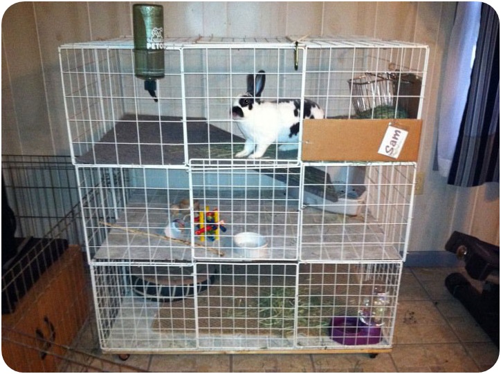Rabbit Cage