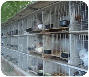 Rabbit-Cage6