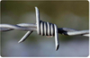 Barbed Wire