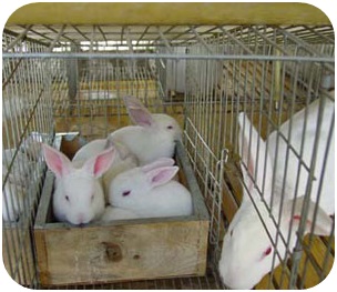 Rabbit-Cage5